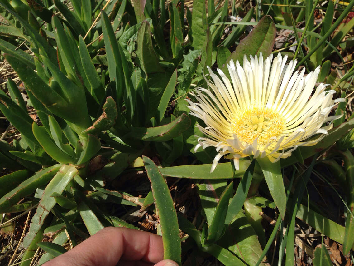 Imagem de Carpobrotus edulis (L.) N. E. Br.