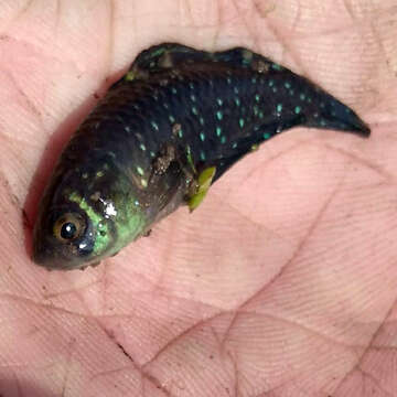 Image of Blackfin pearlfish