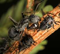 Image of Polyrhachis schistacea (Gerstaecker 1859)