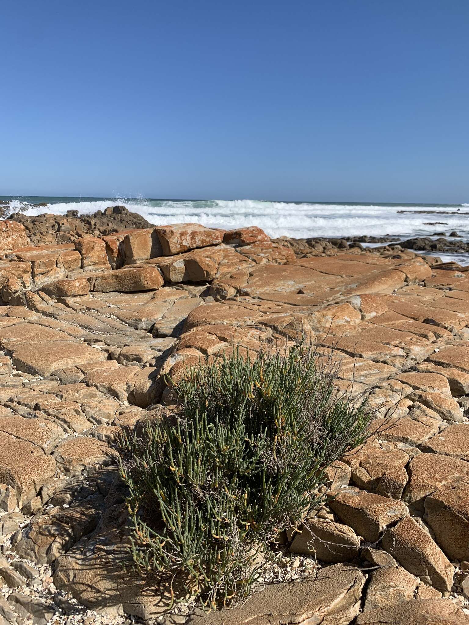 Image of Salicornia littorea (Moss) Piirainen & G. Kadereit