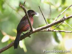 Image of Silver-beaked Tanager