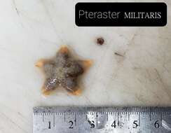 Imagem de Pteraster militaris (O. F. Müller 1776)