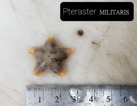 Image of Wrinkled slime star