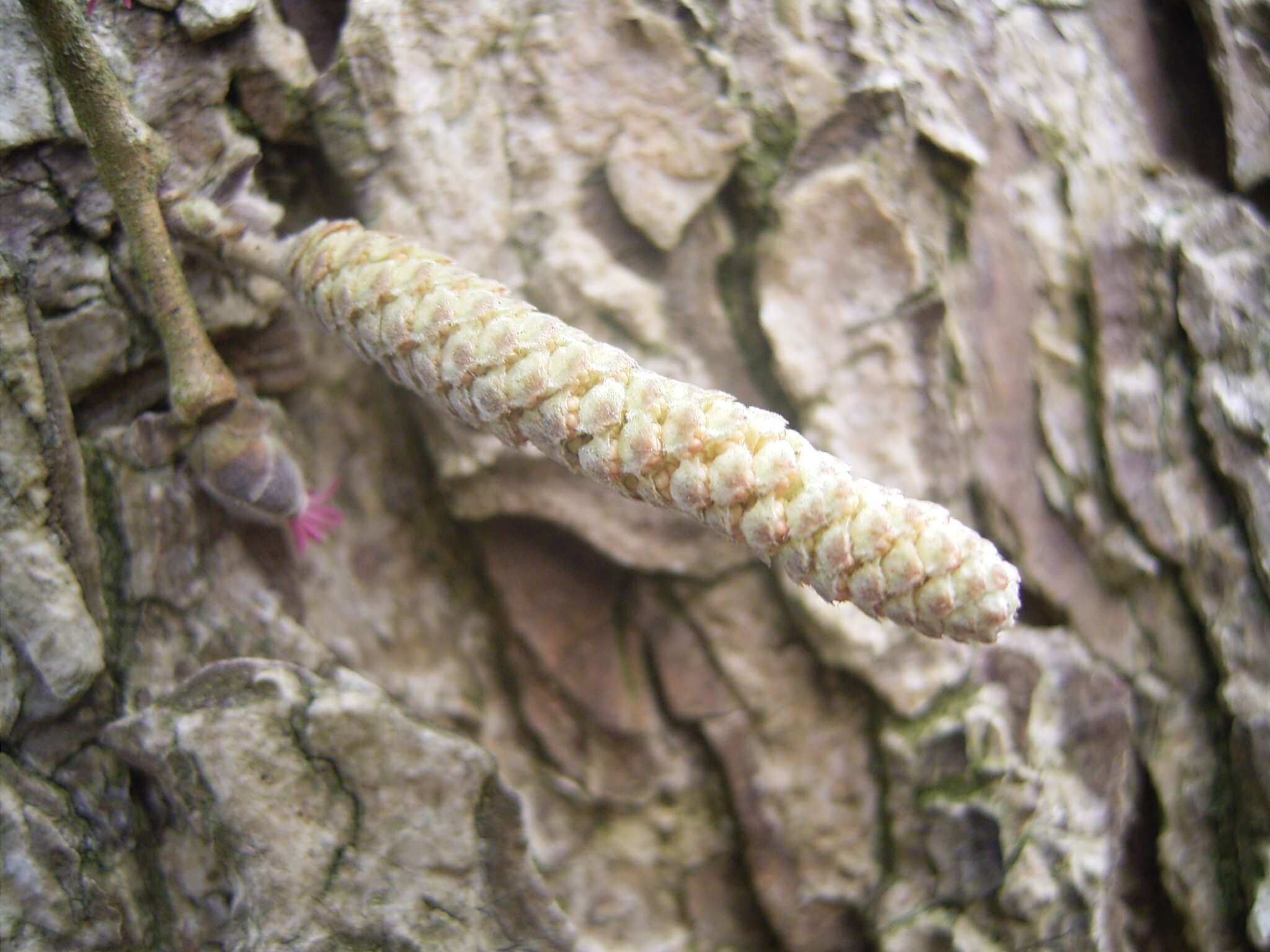 Image of Turkish Hazel