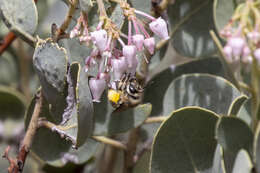 Image of Habropoda cineraria (Smith 1879)