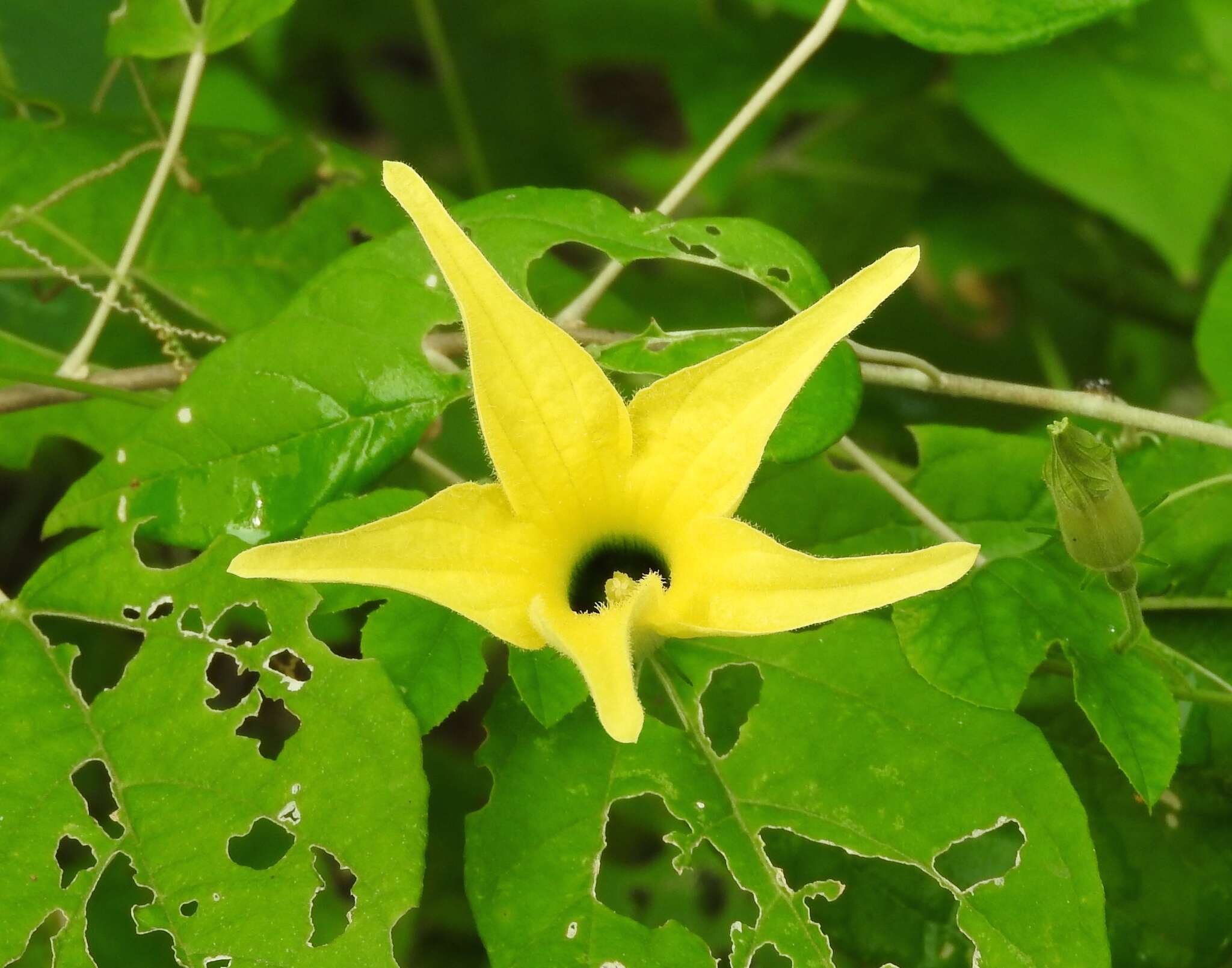 Image of Schizocarpum
