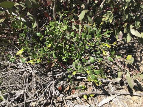 Image of Grevillea ilicifolia subsp. ilicifolia