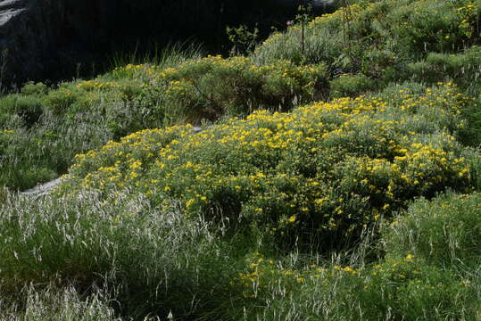 صورة Genista radiata (L.) Scop.