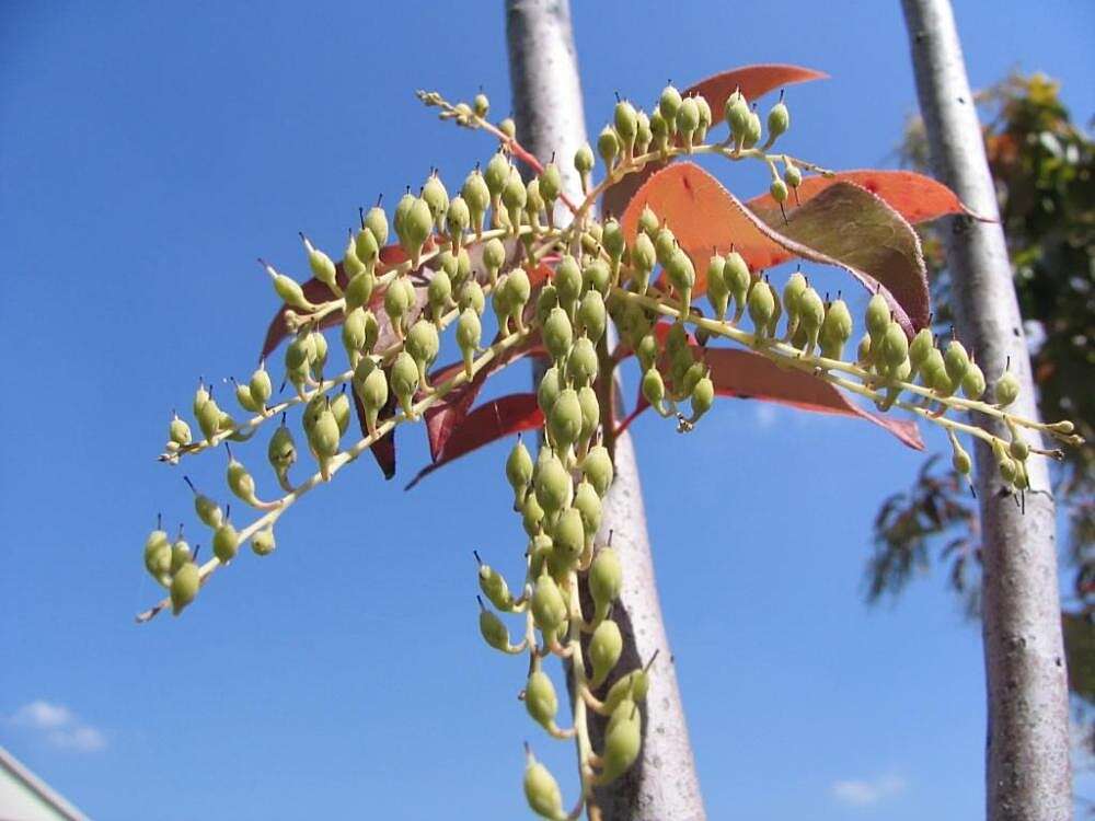 Image de Oxydendrum