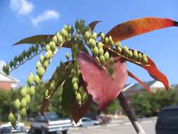 Image de Oxydendrum