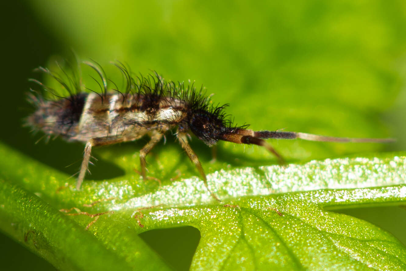 Image of hairy ground springtail