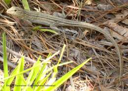 Image of Six-lined Racerunner