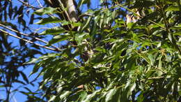 Cinnamomum yabunikkei H. Ohba resmi