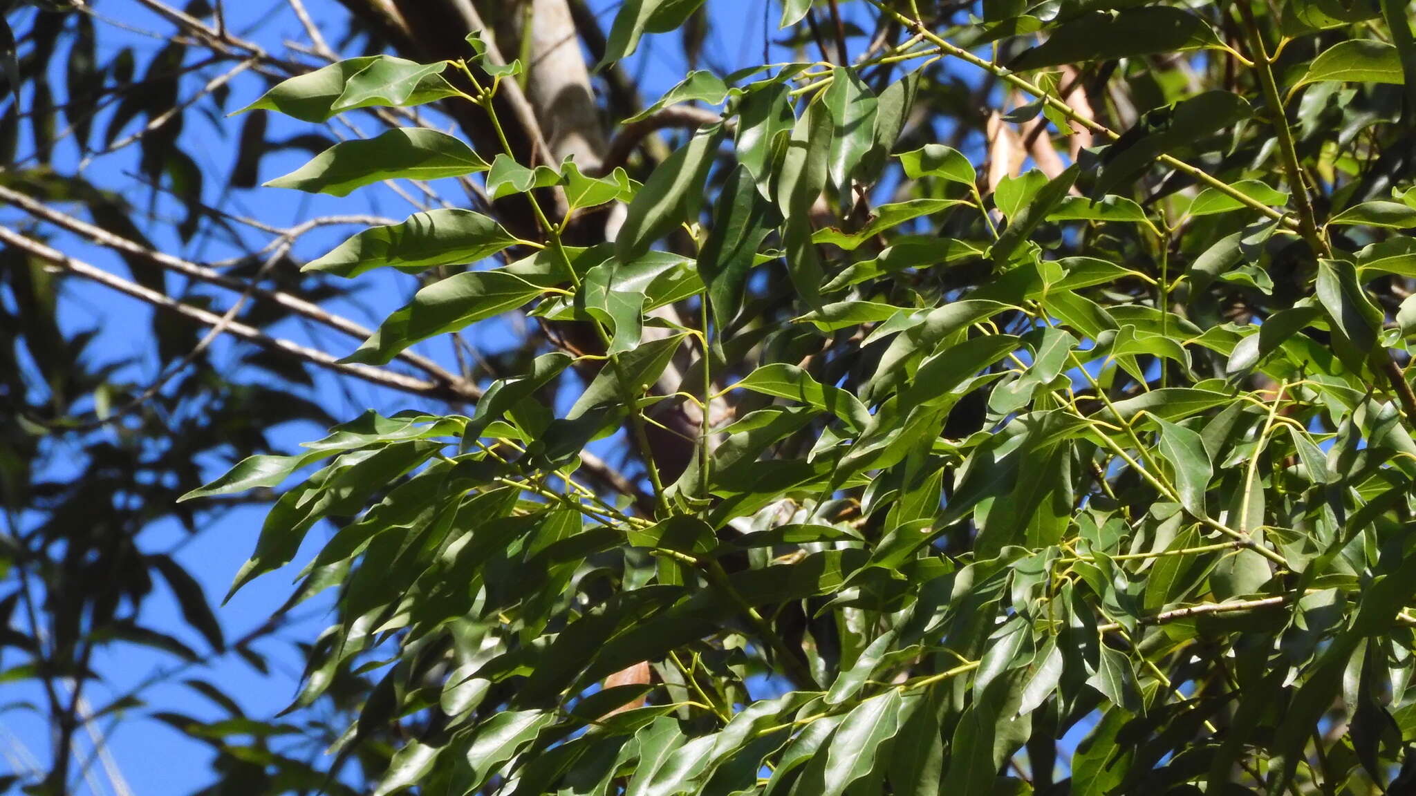 Cinnamomum yabunikkei H. Ohba resmi