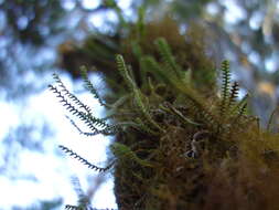 Image of Micropolypodium okuboi (Yatabe) Hayata