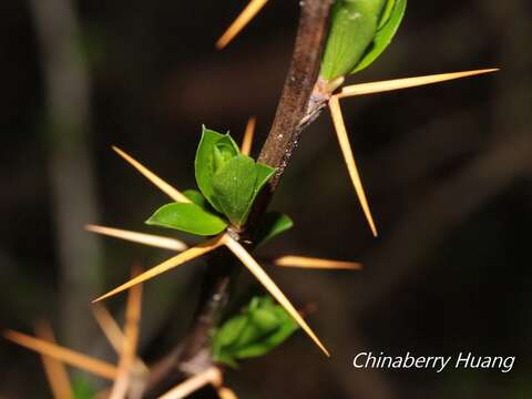 Image de Berberis morrisonensis Hayata