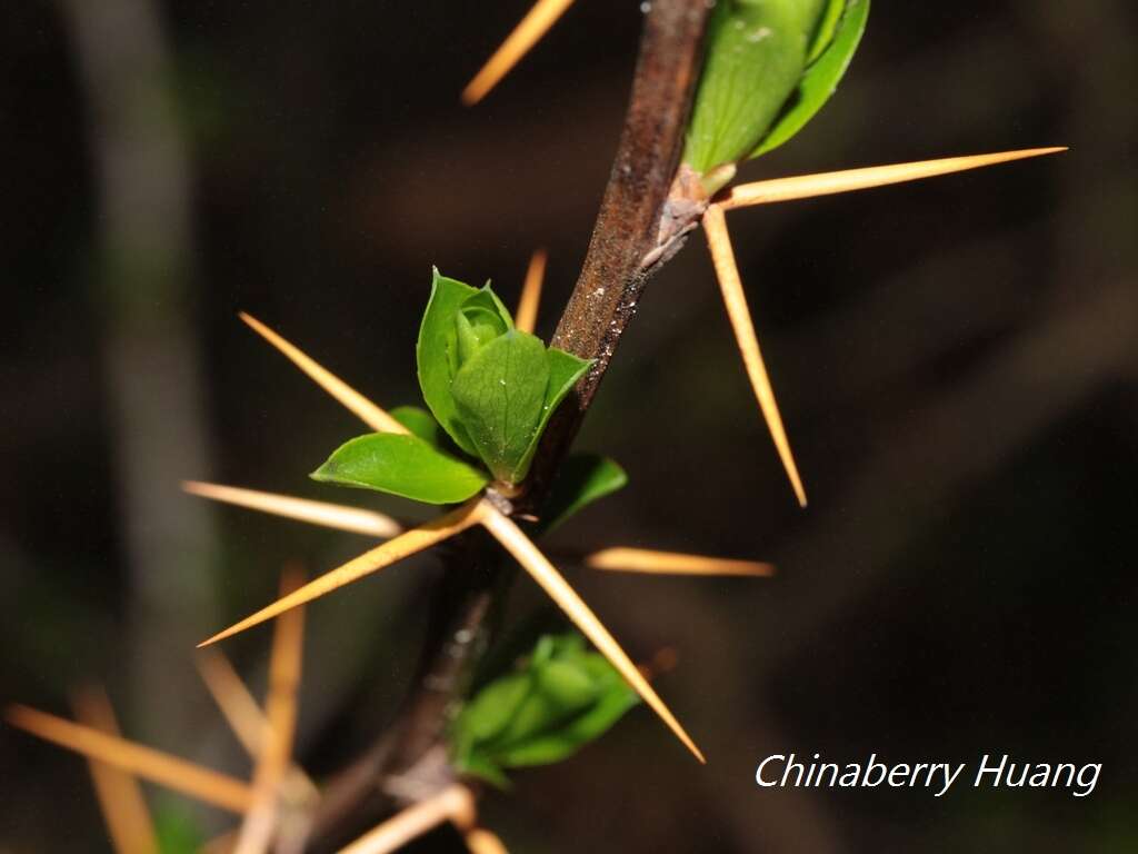 Imagem de Berberis morrisonensis Hayata