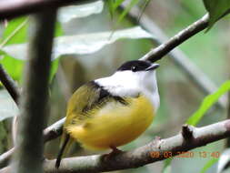 Image of White-collared Manakin