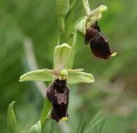 Image of ophrys