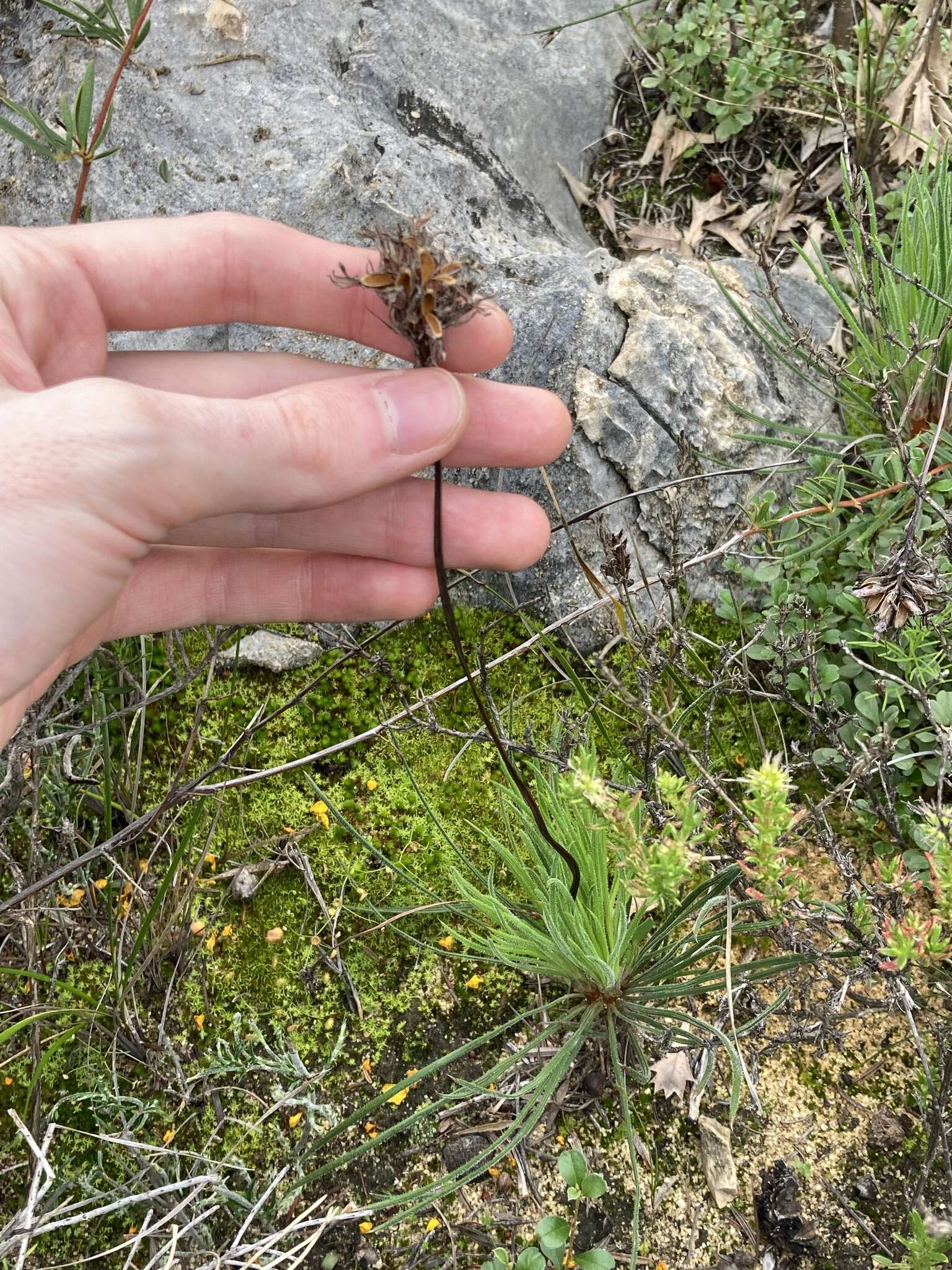 Image de Stylidium crossocephalum F. Müll.