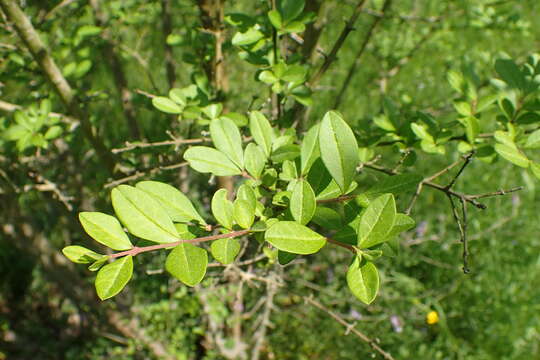 Image of border privet