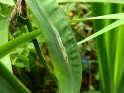 Image of <i>Cerodontha iraeos</i>