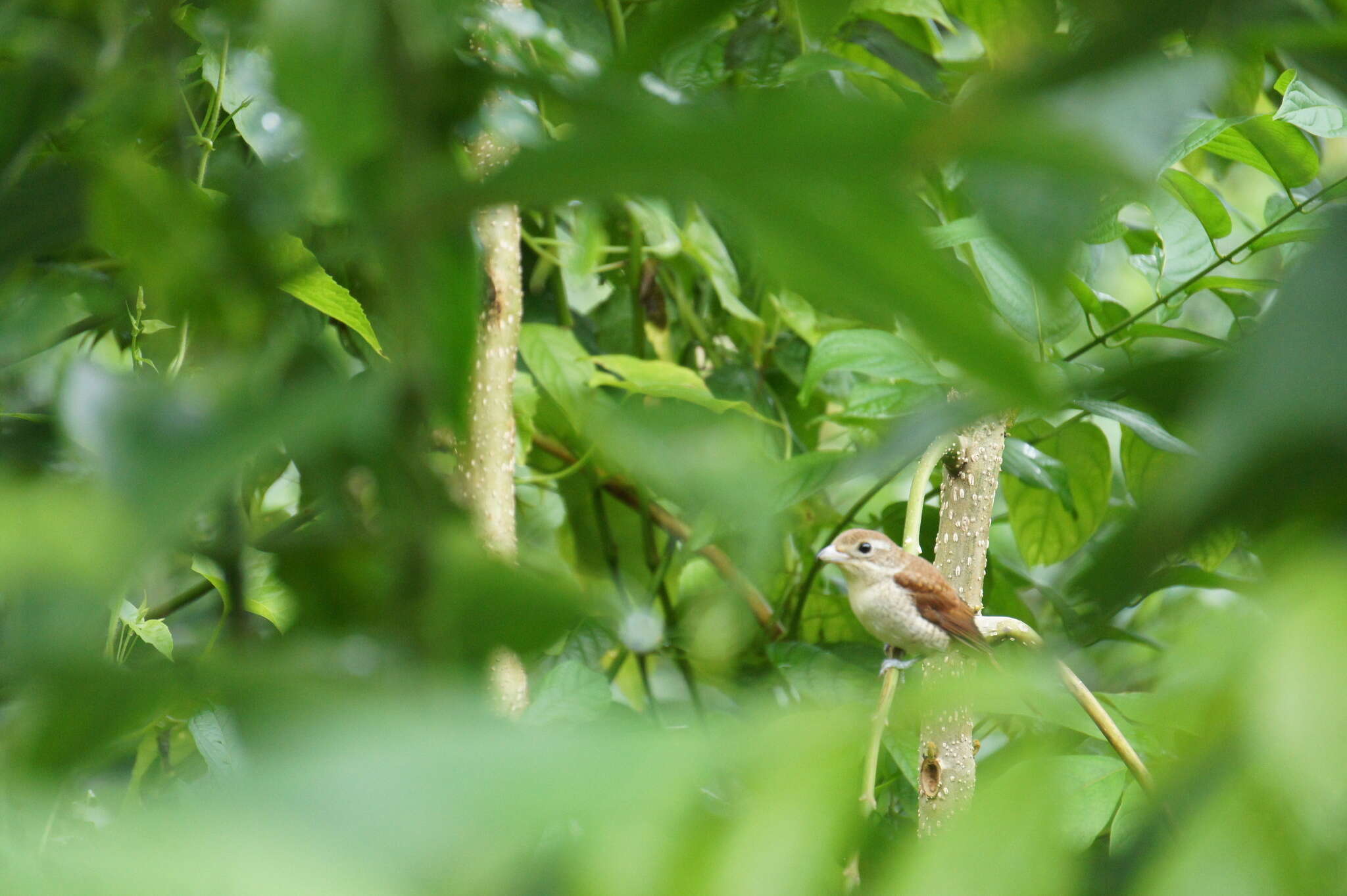 Image of Tiger Shrike