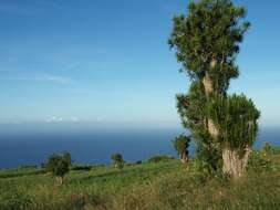 Image of Dracaena reflexa Lam.