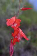 Imagem de Gladiolus saundersii Hook. fil.