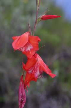 Imagem de Gladiolus saundersii Hook. fil.