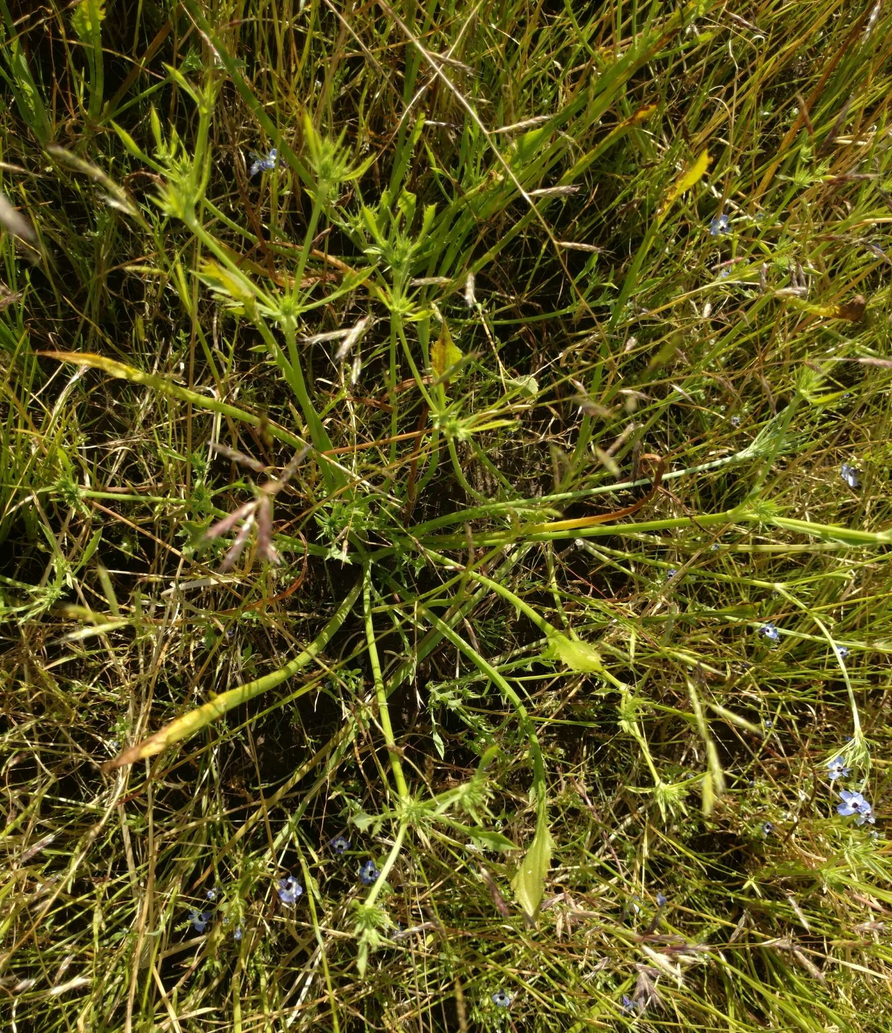 Image de Eryngium aristulatum Jepson