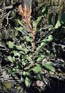 Image of Banksia penicillata (A. S. George) K. Thiele