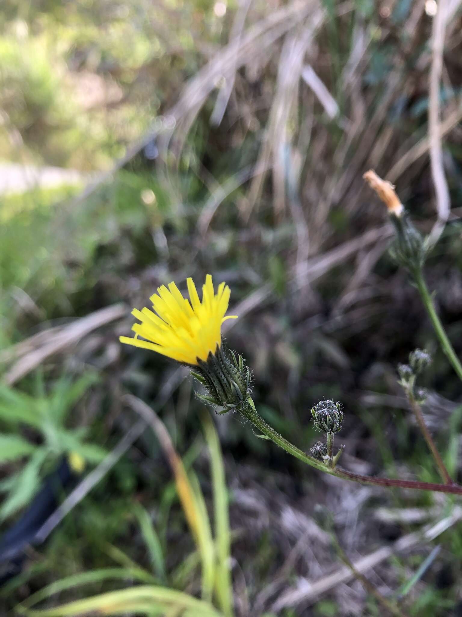 Image of Picris morrisonensis Hayata