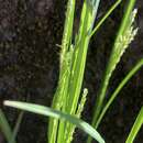 Imagem de Carex oxylepis var. oxylepis