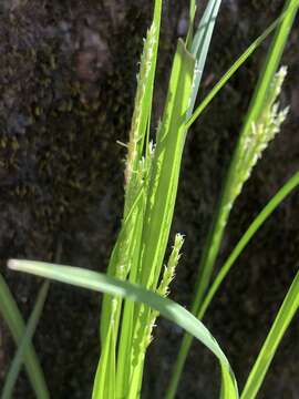 Imagem de Carex oxylepis var. oxylepis