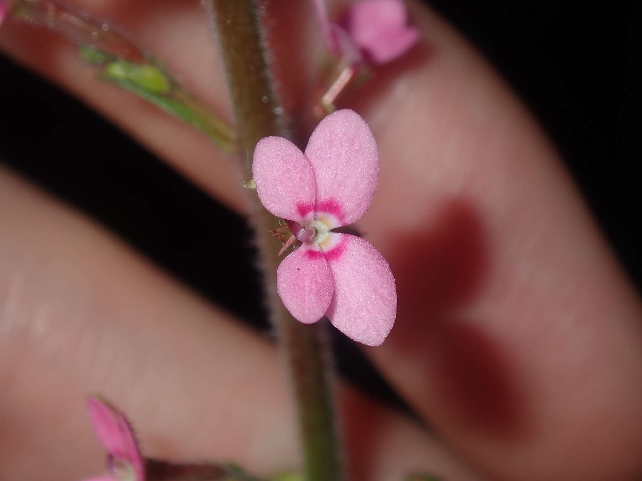 Image de Stylidium elongatum Benth.