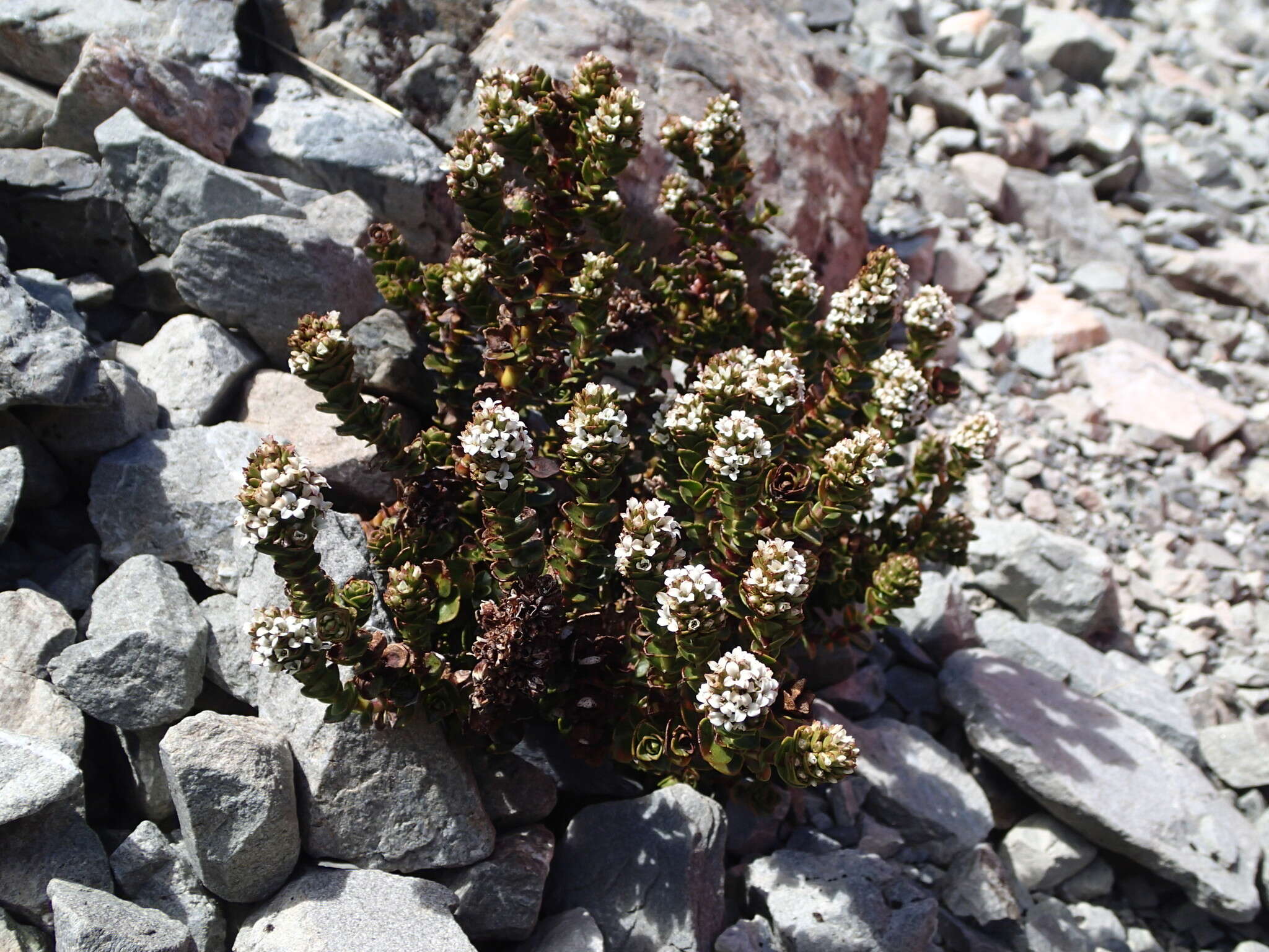 Image of Veronica haastii Hook. fil.