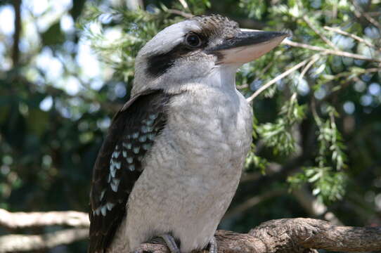 Image of Kookaburra