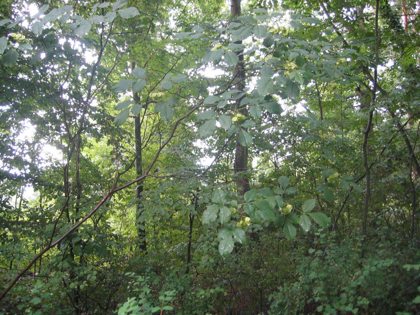 Imagem de Staphylea pinnata L.