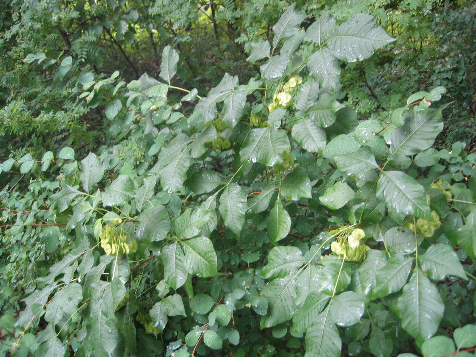 Imagem de Staphylea pinnata L.