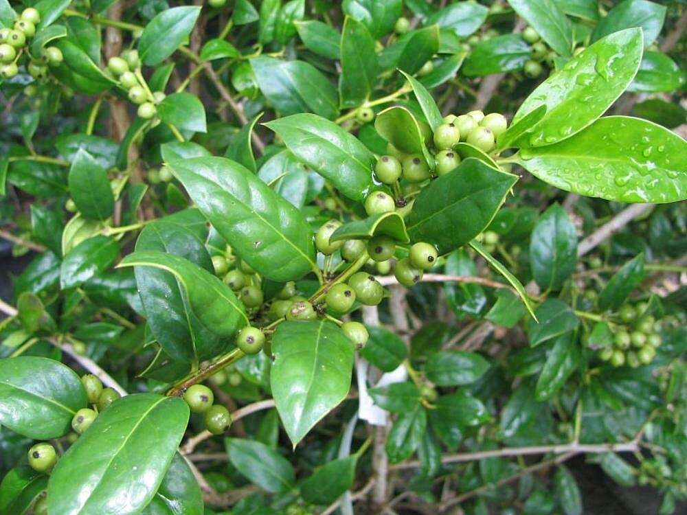 Image of Chinese holly