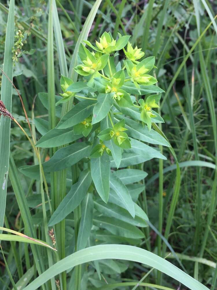 Euphorbia platyphyllos L.的圖片