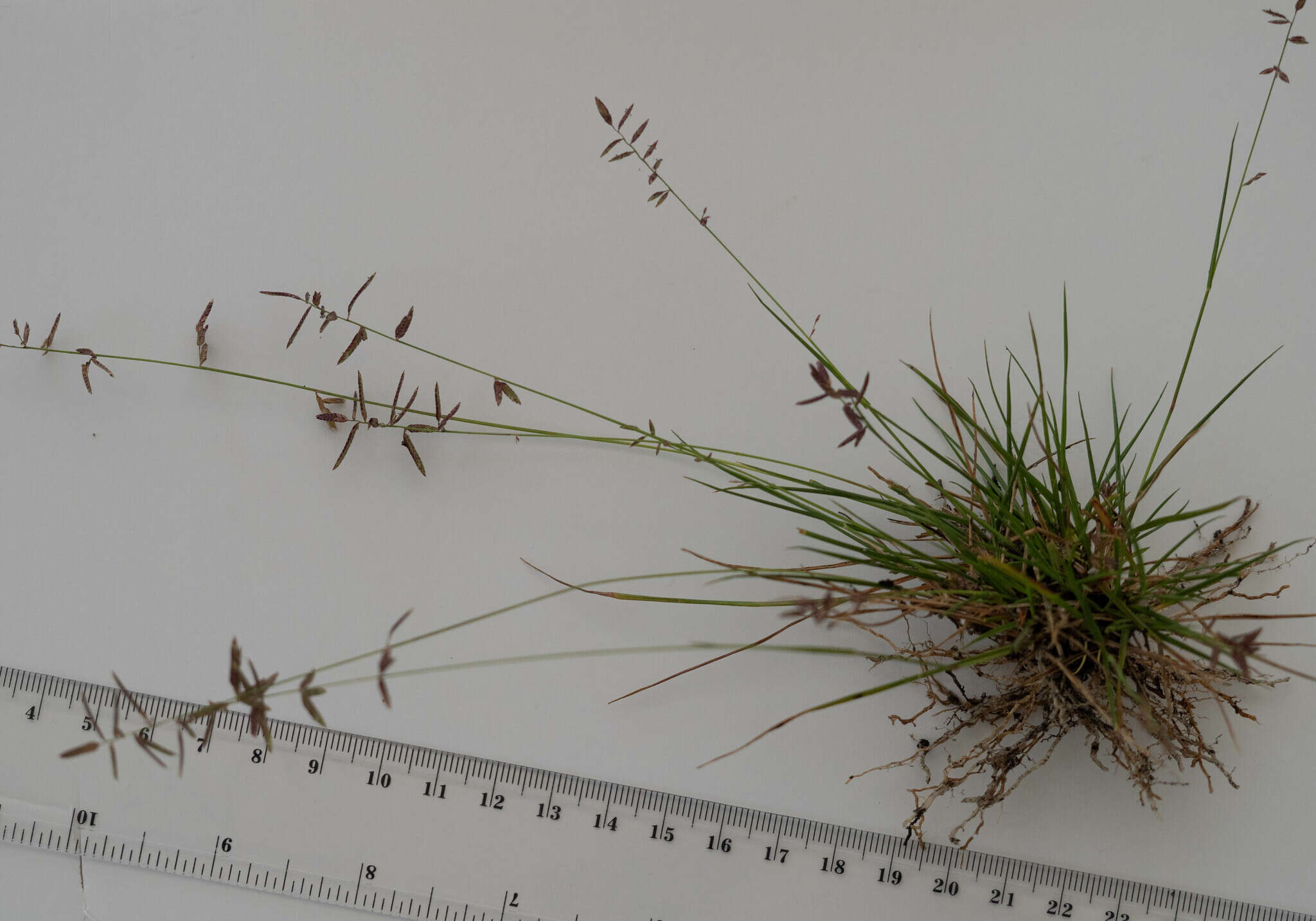 Image of Australian lovegrass