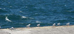 Image of Black-headed Gull