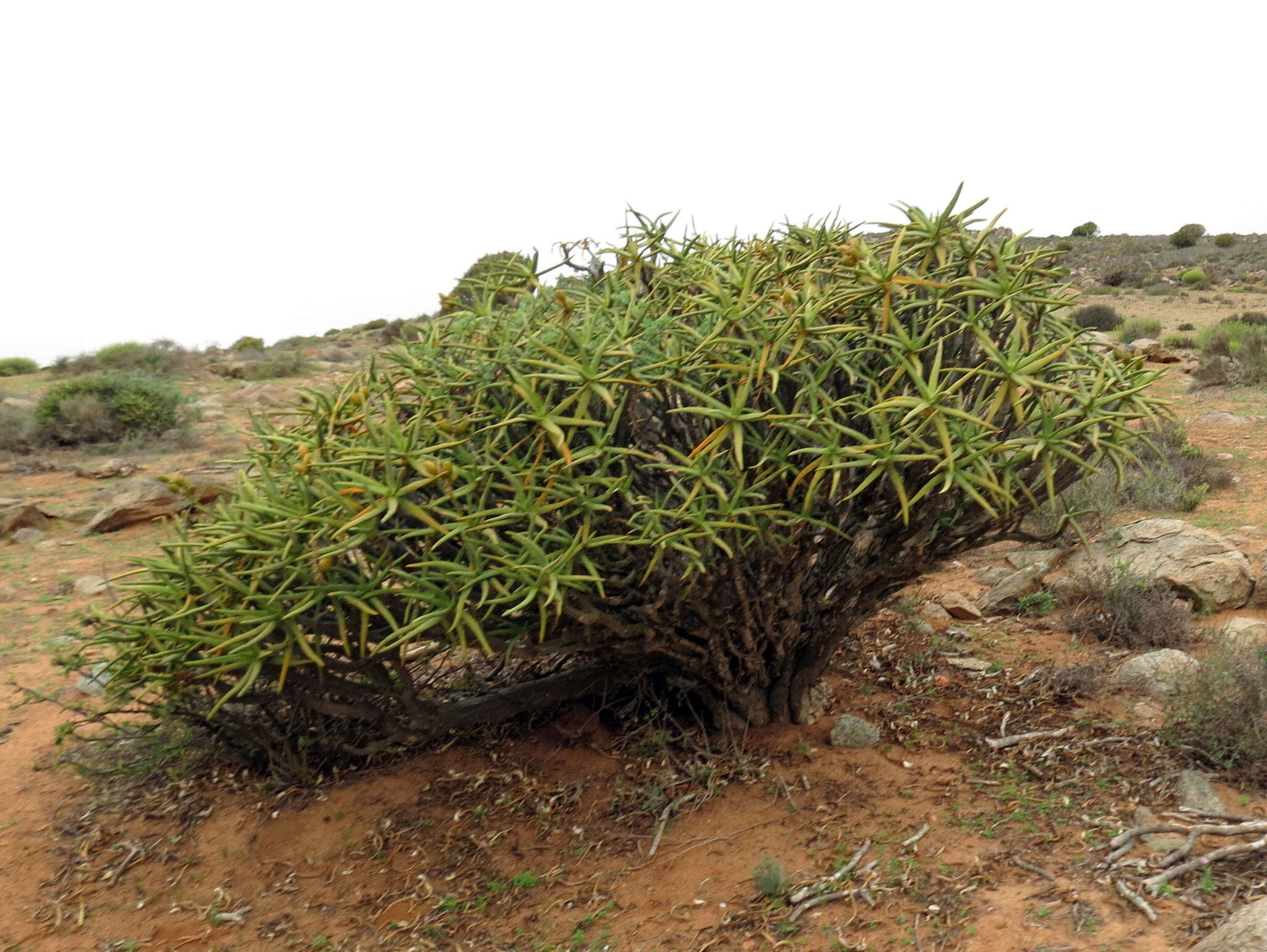 Sivun Aloidendron ramosissimum (Pillans) Klopper & Gideon F. Sm. kuva