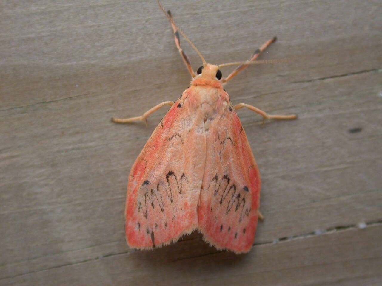 Image of rosy footman