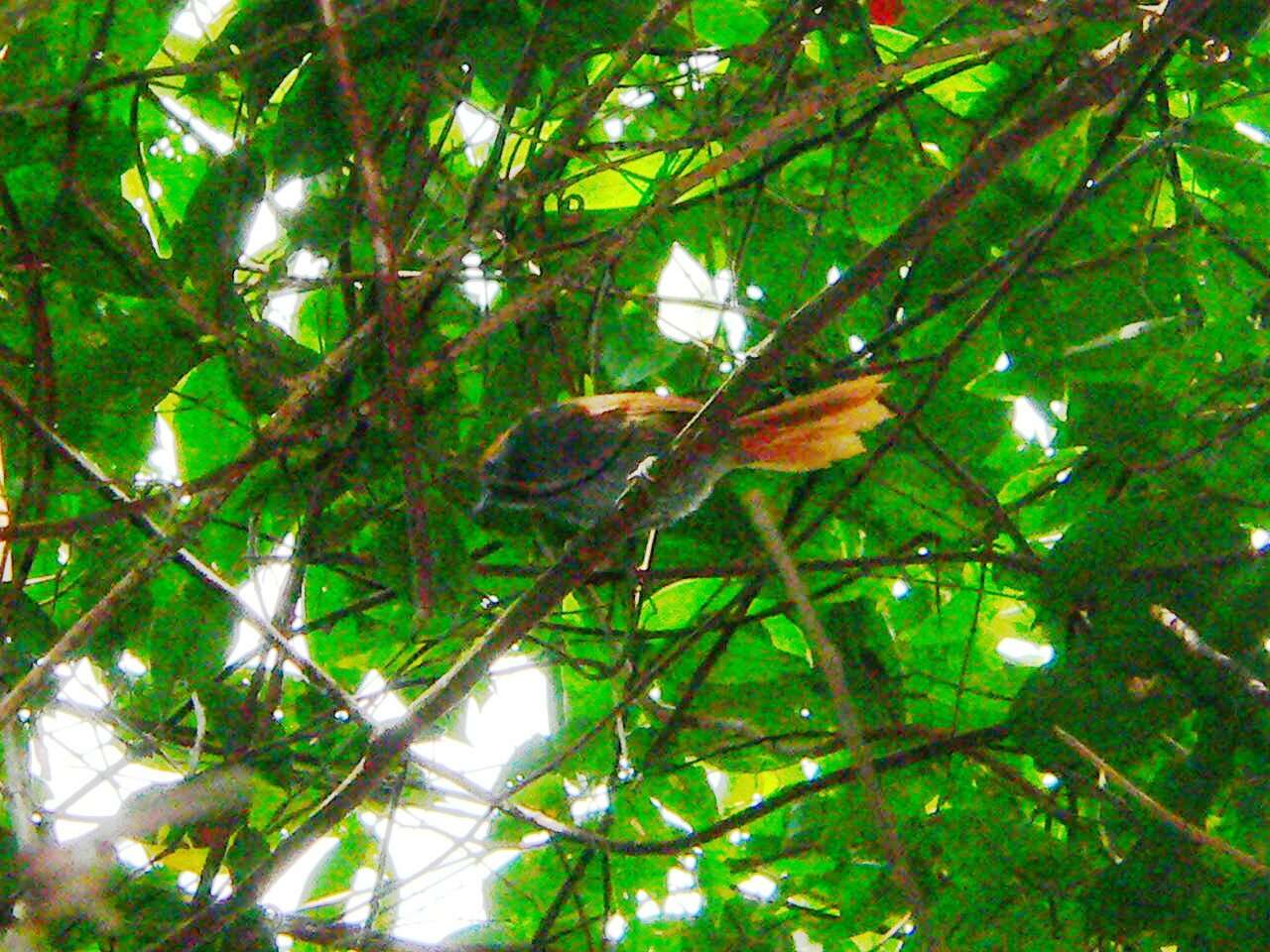 Image of Spinetails