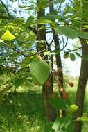 Image of Allegheny Serviceberry