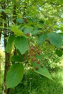 Image of Allegheny Serviceberry