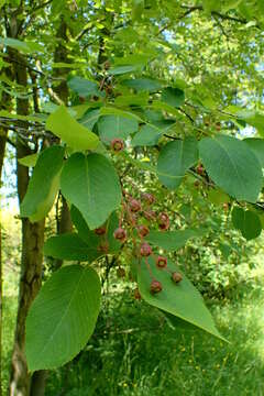 Image of Allegheny Serviceberry